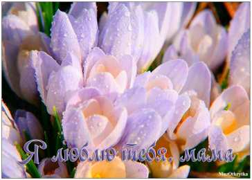 маме открытки маме с любовью. мама я тебя люблю. моя мама самая лучшая